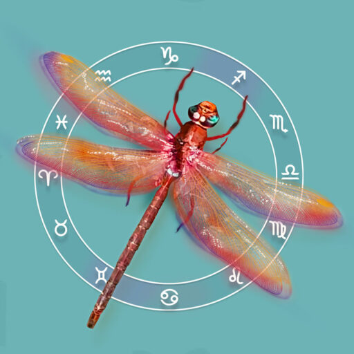 cropped-anke-libelle-favicon.jpg